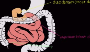 5 Interesting Facts About the Small Intestine