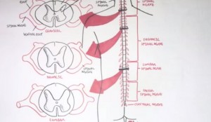 10 Interesting Facts About the Spinal Cord