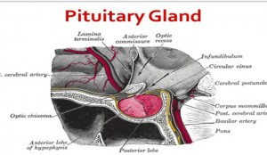 Anterior vs Posterior Pituitary Gland