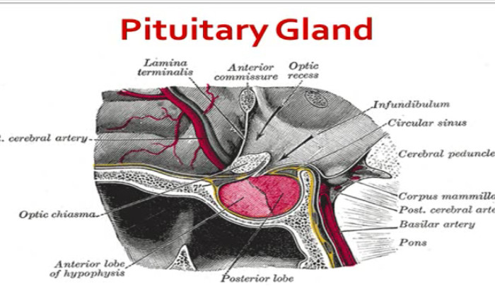 Anterior vs Posterior Pituitary Gland - HRF