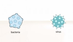 Viruses vs Bacteria