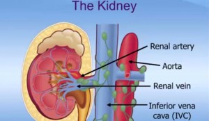 10 Interesting Facts About Kidney Cancer