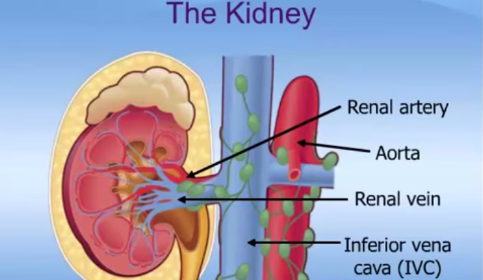 10 Interesting Facts About Kidney Cancer HRF