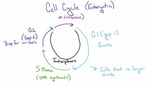 Difference Between Mitosis and Binary Fission