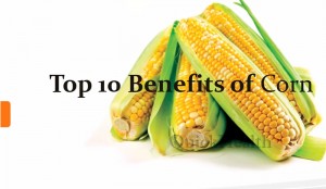 13 Pros and Cons of a Corn Based Diet