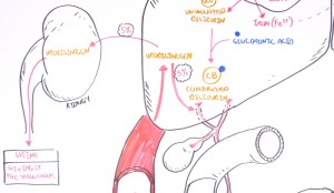 Bili Total Blood Test Results Explained