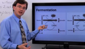 12 Pros and Cons of Anaerobic Respiration