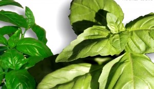 Difference Between Basil and Holy Basil