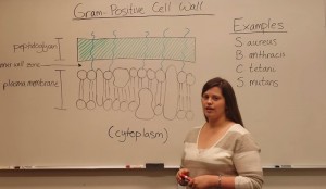 Difference Between Gram Positive and Gram Negative Cell Wall