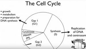 Difference Between Cell Cycle and Mitosis