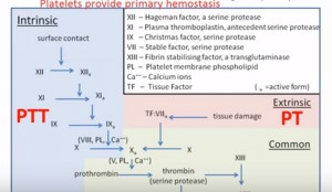 Explanation of CA15-3 Blood Test Results