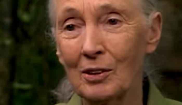 Jane Goodall S Life And Career In Photos
