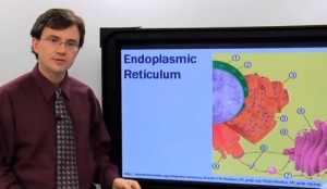 Endoplasmic Reticulum Definition for Kids