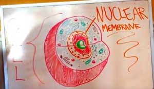 Nuclear Membrane Definition for Kids