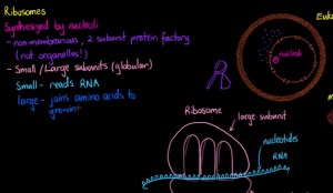 Ribosomes Definition for Kids