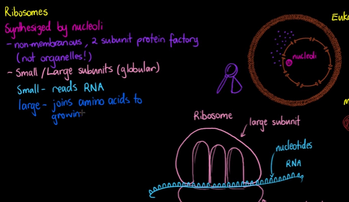 Ribosomes Definition For Kids Hrf