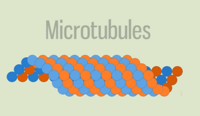microfilaments definition