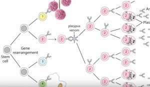 Clonal Selection Theory of Antibody Production Explained