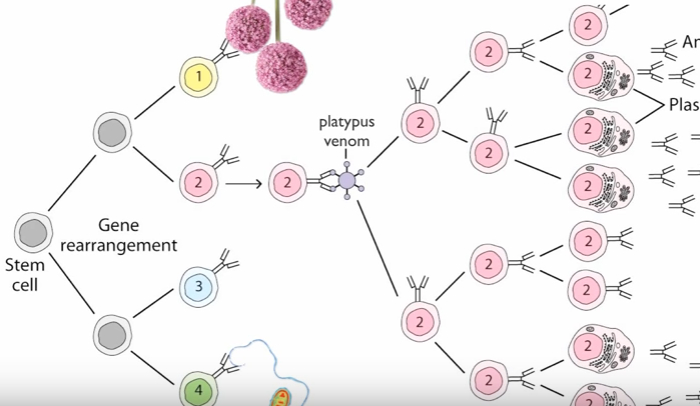 Clonal Selection Theory of Antibody Production Explained - HRF