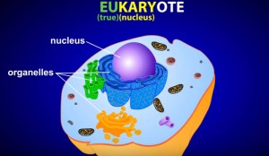 Endosymbiotic Theory of the Origin of Eukaryotic Cells